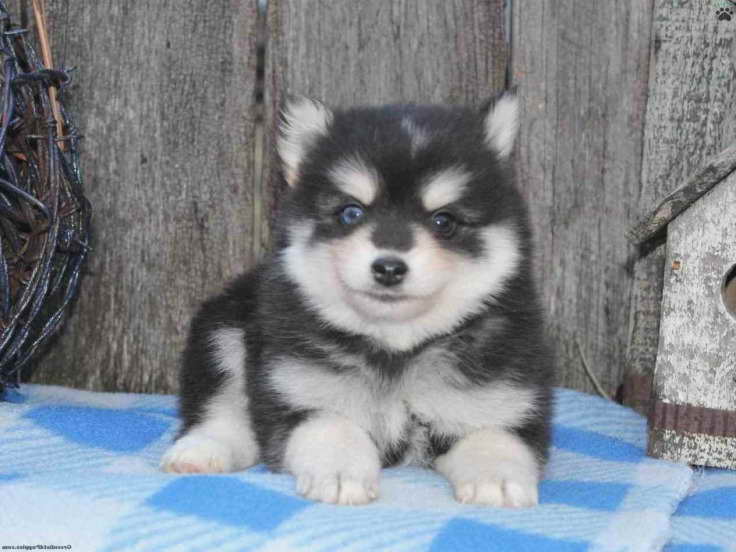Husky Puppies For Sale In Toledo Ohio