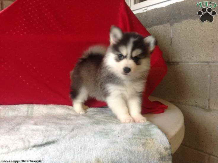 Husky Puppies For Sale In Tulsa