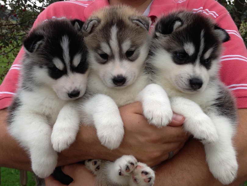 Husky Puppies For Sale In Va