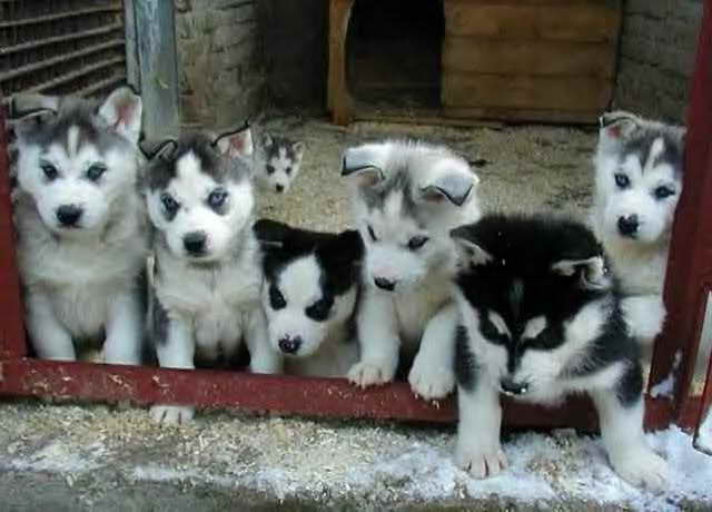 Husky Puppies For Sale In Vermont