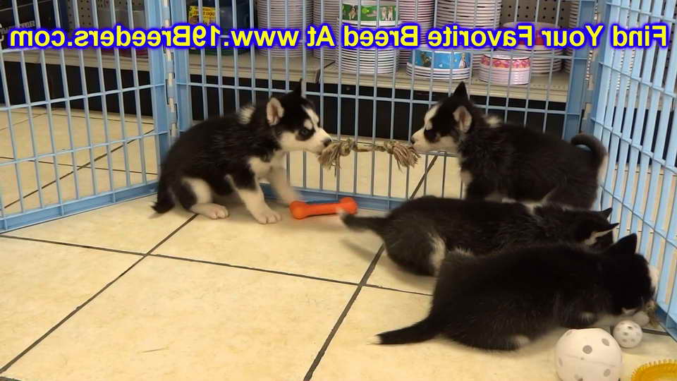 Husky Puppies For Sale In Wichita Ks