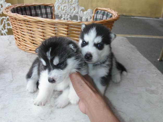 Husky Puppies For Sale Iowa