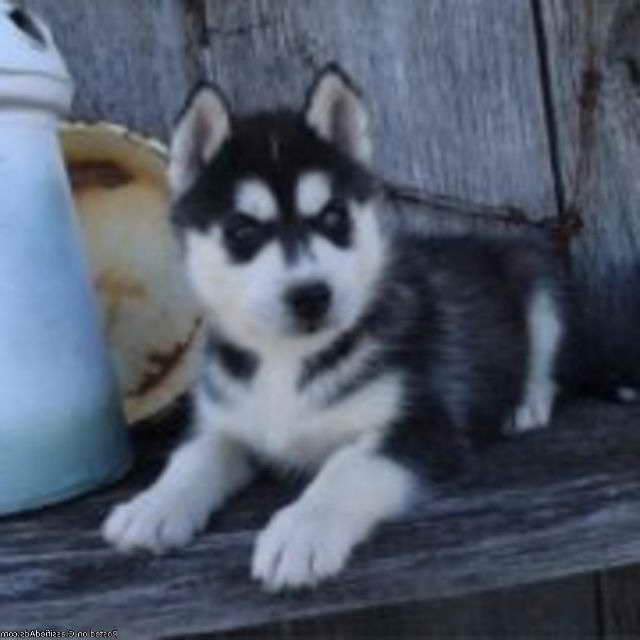 Husky Puppies For Sale Knoxville Tn