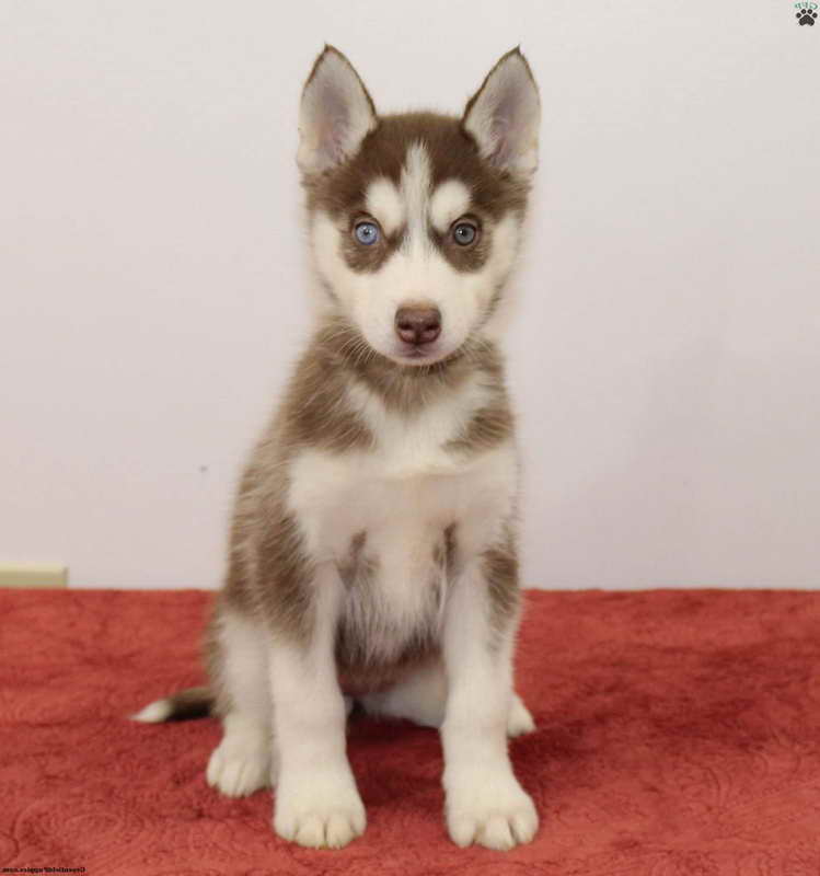 Husky Puppies For Sale Ny