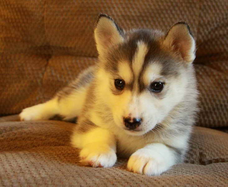 Husky Puppies For Sale Ontario PETSIDI