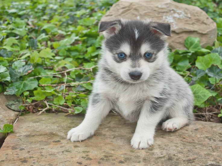 Husky Puppies For Sale Rochester Ny