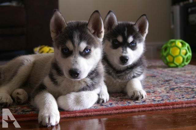 Husky Puppies For Sale San Antonio