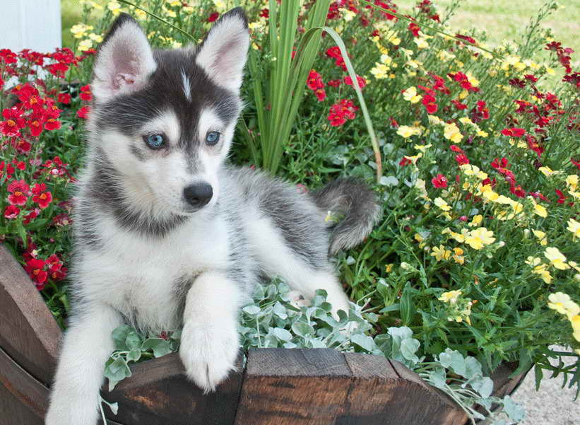 Husky Puppies For Sale Utah