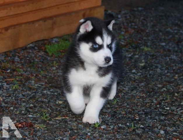 Husky Puppies For Sale Washington