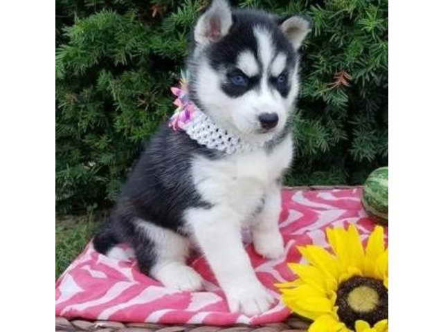 Husky Puppies For Sell