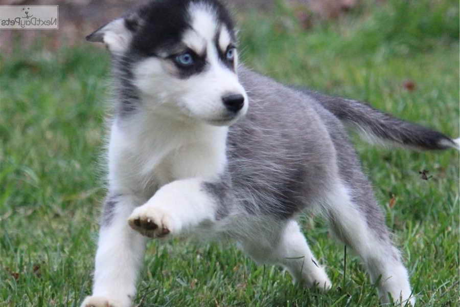 Husky Puppies Grand Rapids Mi