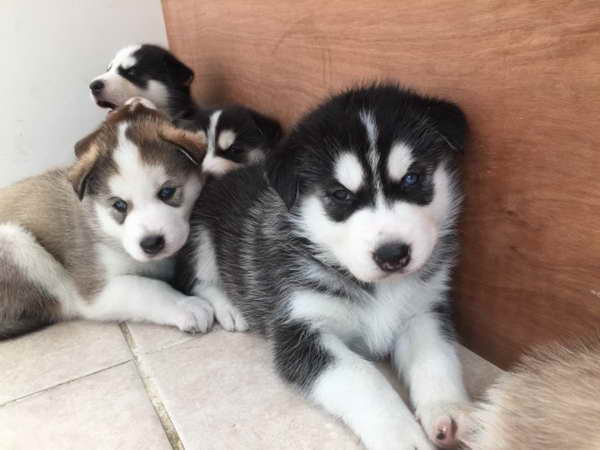 Husky Puppies In Illinois