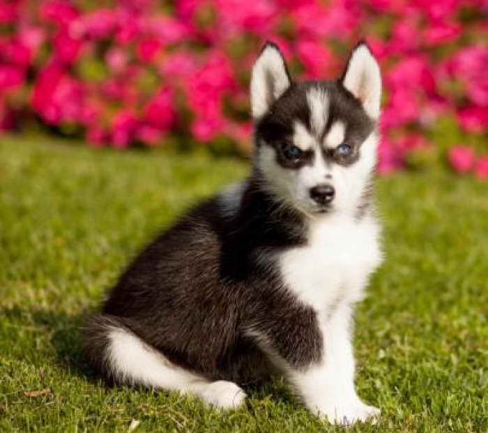 Husky Puppies In Michigan