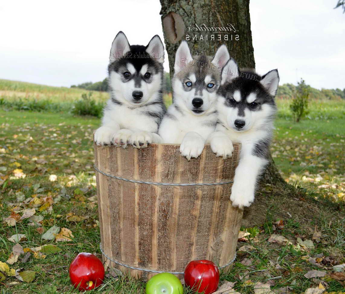 Husky Puppies In Pa