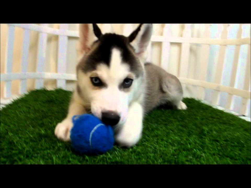 Husky Puppies In San Diego