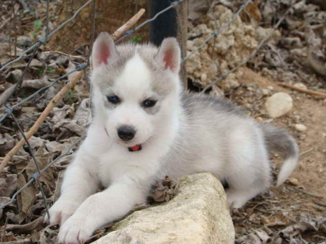 Husky Puppies In Texas