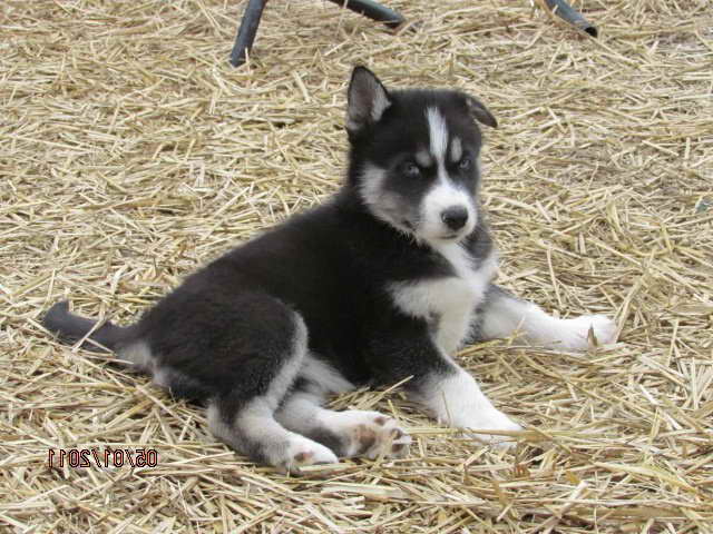 Husky Puppies In Virginia