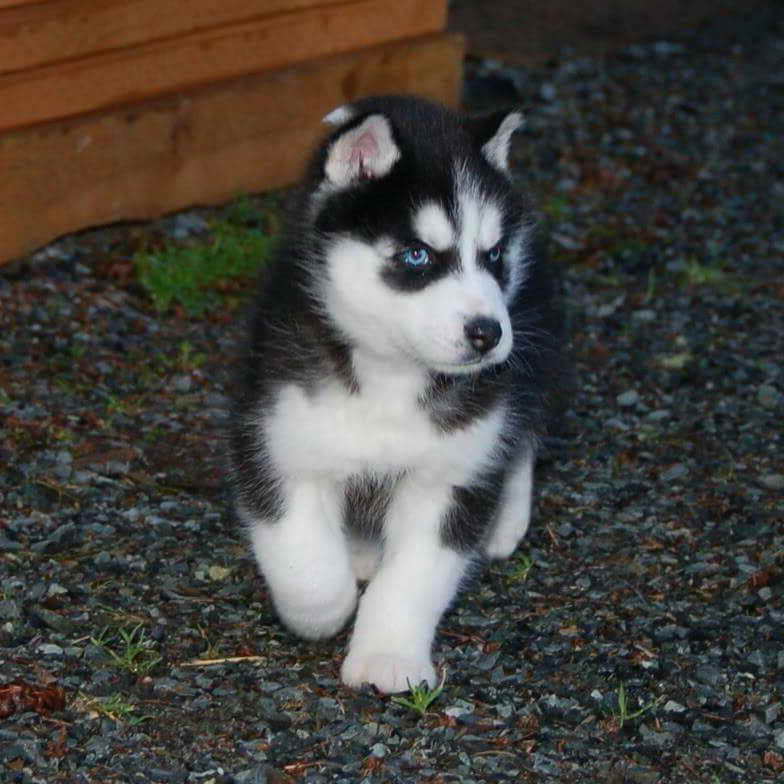 Husky Puppies In Washington