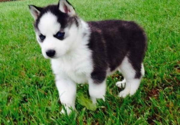 Husky Puppies Indianapolis