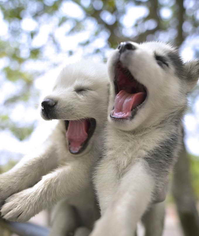 Husky Puppies Info