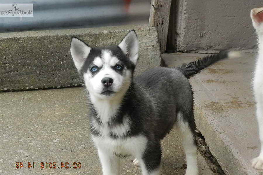 Husky Puppies Kansas City