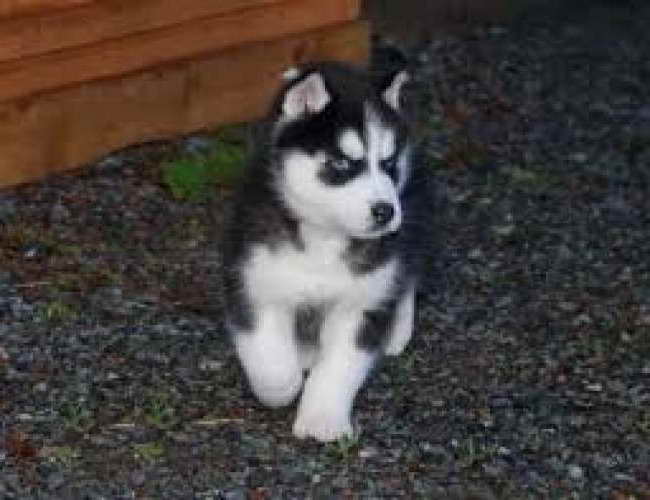 Husky Puppies Louisiana