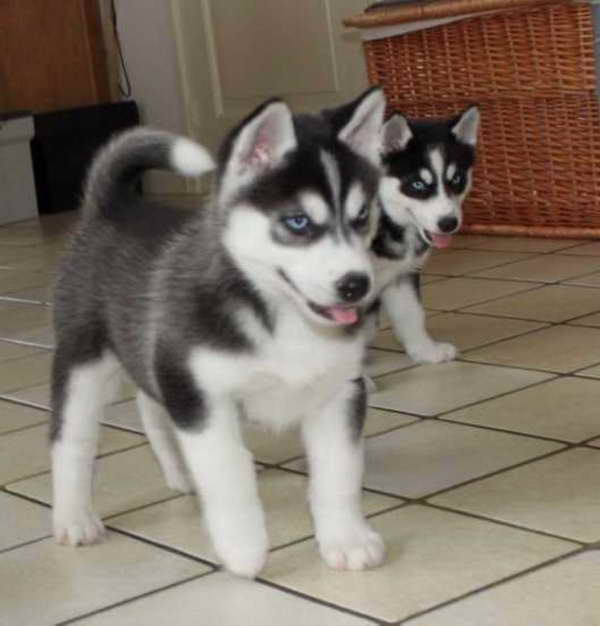 Husky Puppies Maine