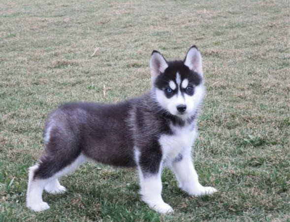 Husky Puppies Massachusetts