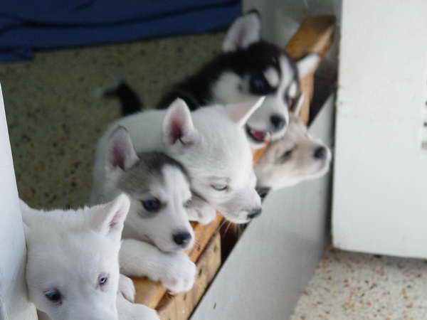 Husky Puppies Miami