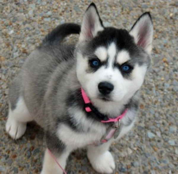 Husky Puppies Minnesota