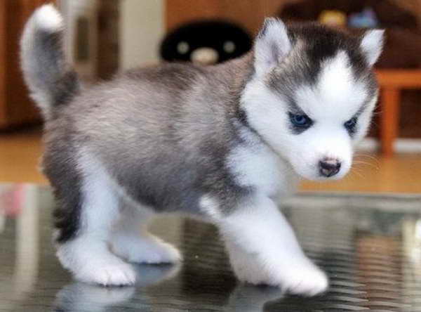 Husky Puppies Montana