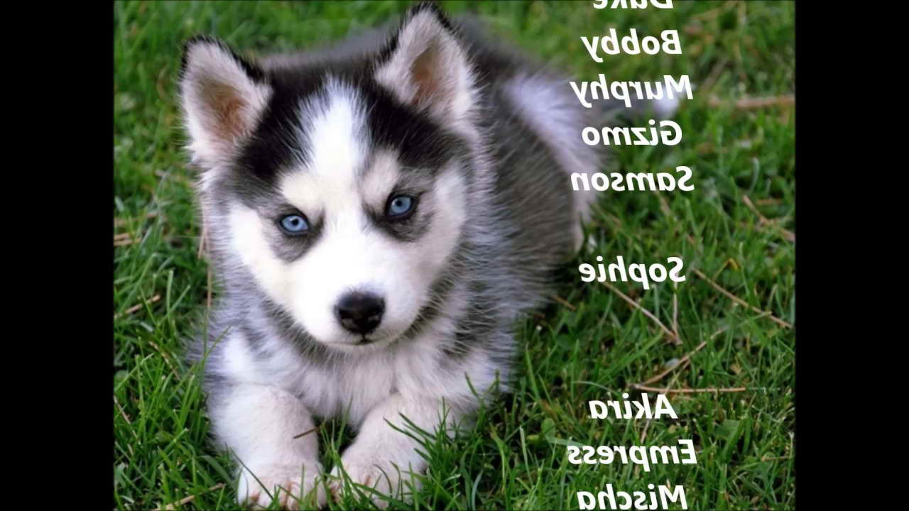 Husky Puppies Names Male