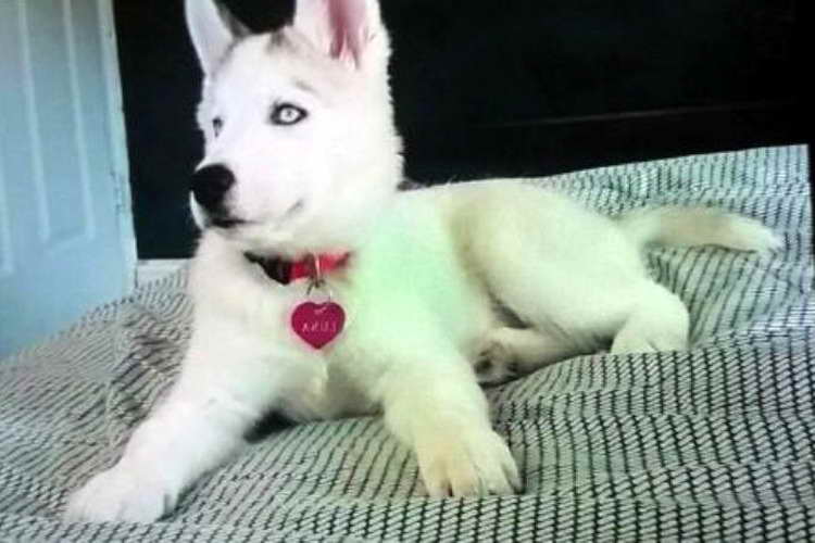 Husky Puppies Ny