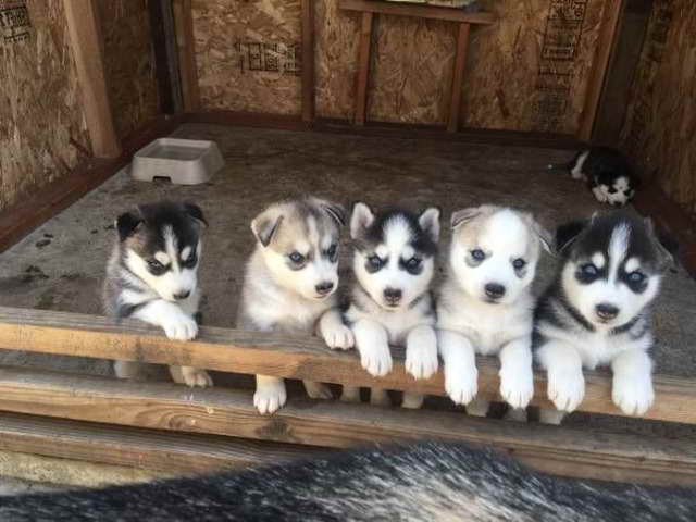 Husky Puppies Omaha