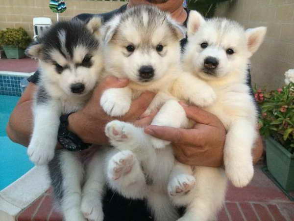 Husky Puppies Oregon