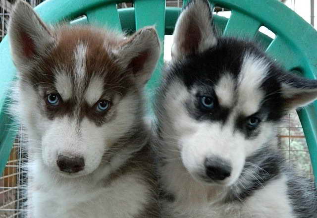 Husky Puppies Orlando