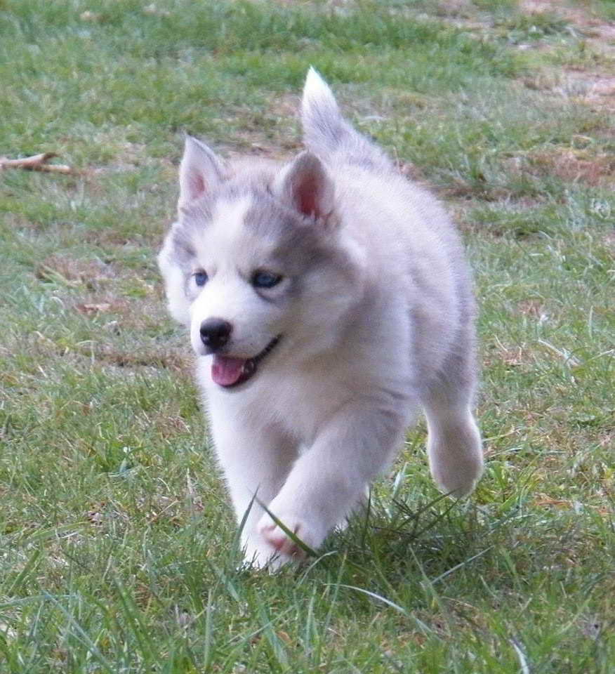 Husky Puppies Sale