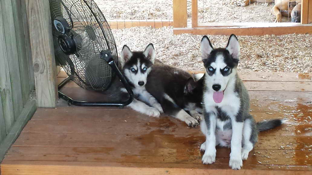 Husky Puppies Tennessee