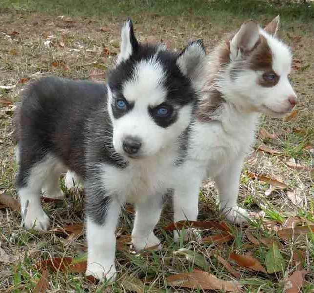 Husky Puppies That Stay Small