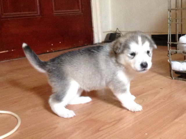 Husky Puppies To Buy