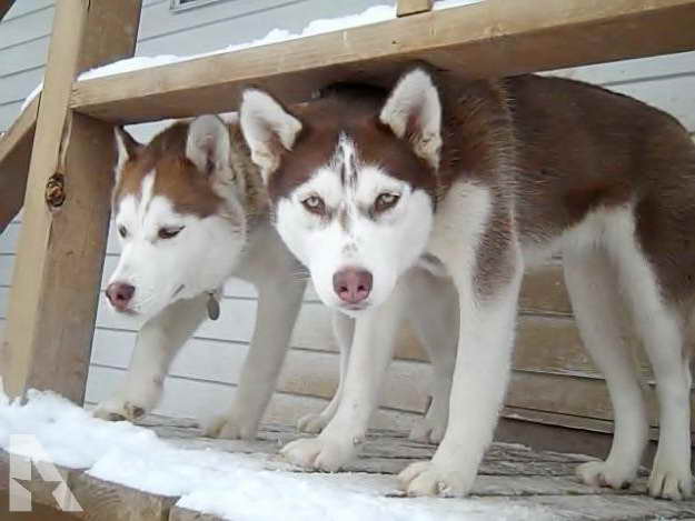 Husky Puppies Utah