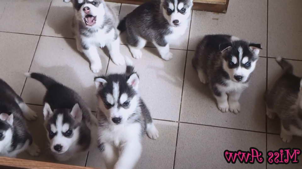 Husky Puppies Videos