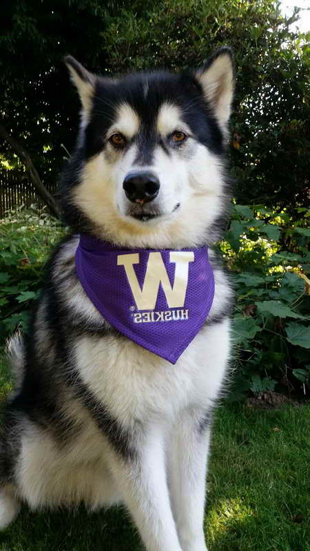 Husky Puppies Washington