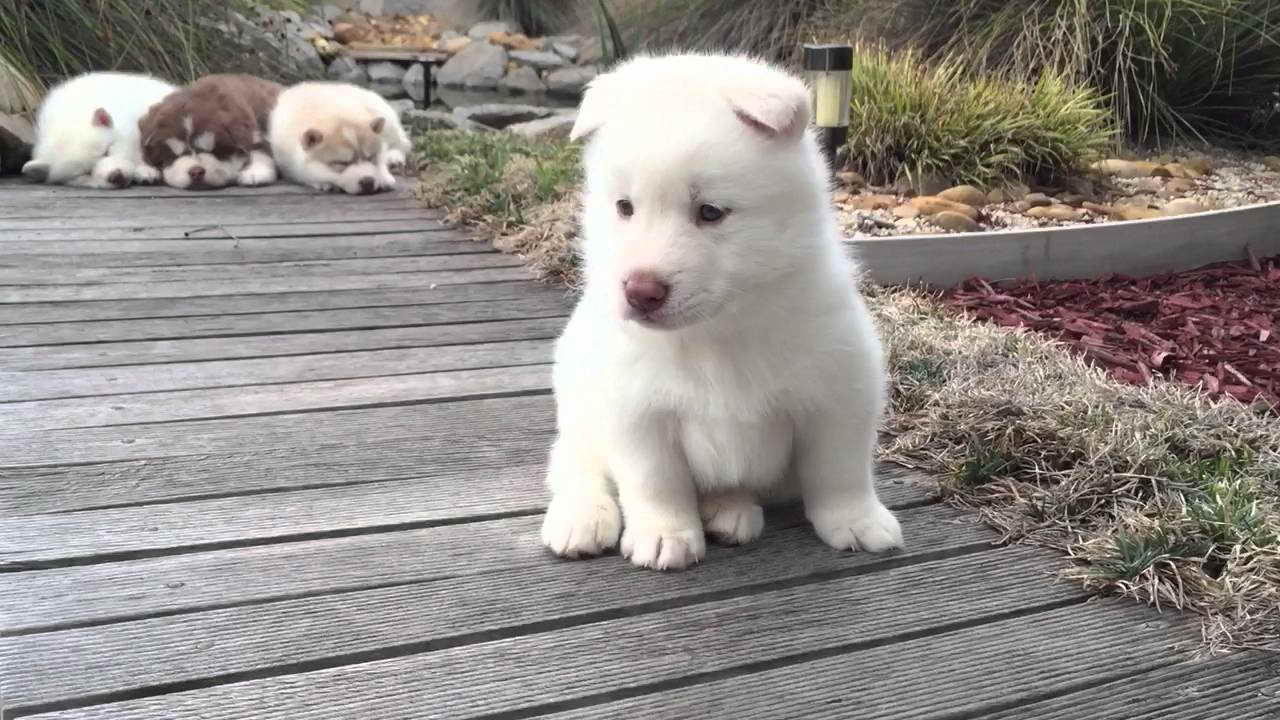 Husky Puppies White