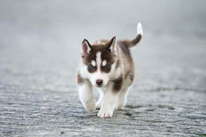 Husky Puppies