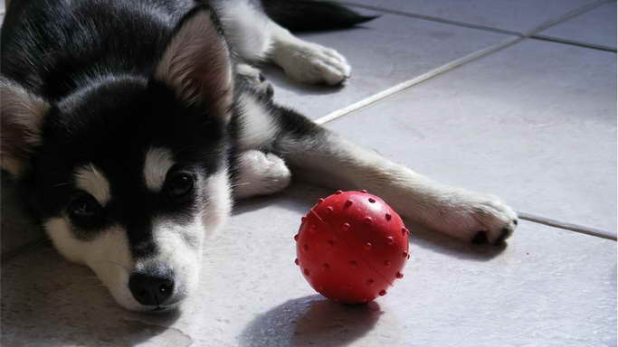 Husky Puppy Biting Problems