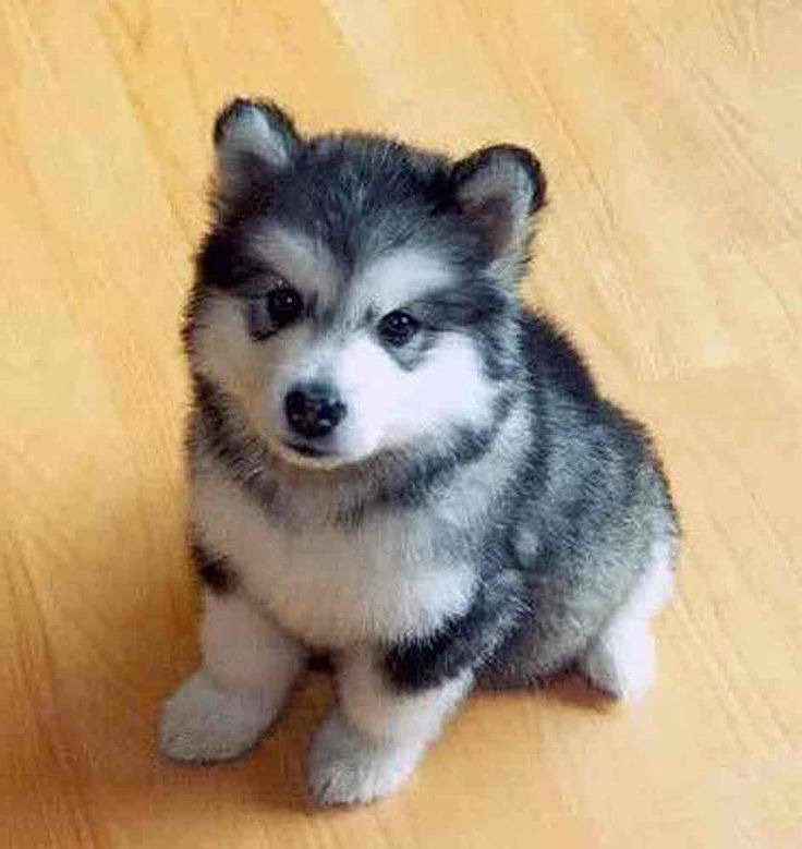 Husky Puppy Dog