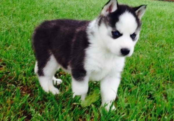 Husky Puppy Florida