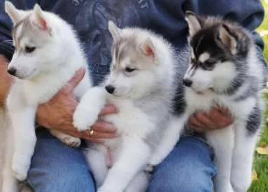 Husky Puppy For Free Adoption