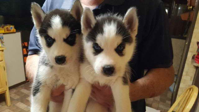 Husky Puppy For Sale California